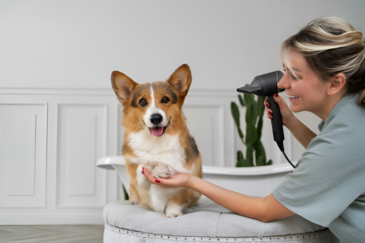 Grooming Essentials for a Healthy Pet