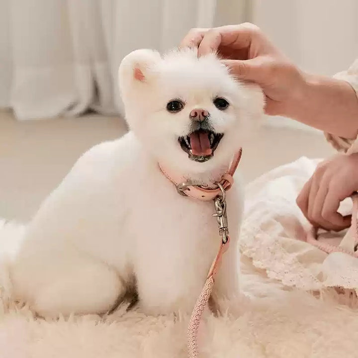 Pet Hand Holding Rope Dog Leash